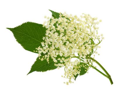 Nr. 49078 Holunderblüten-Aroma für Spirituosen, 20 ml